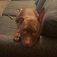 Mocha is registered to the contest to win money with this photo: dog, brown_dog, couch, pet, indoor, canine, resting, looking_at_camera, animal, fur, ears, paw, living_room, carpet, chew_toy, domestic_animal, relaxing, close_up, furniture, home