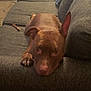 dog, brown_dog, couch, pet, indoor, canine, resting, looking_at_camera, animal, fur, ears, paw, living_room, carpet, chew_toy, domestic_animal, relaxing, close_up, furniture, home