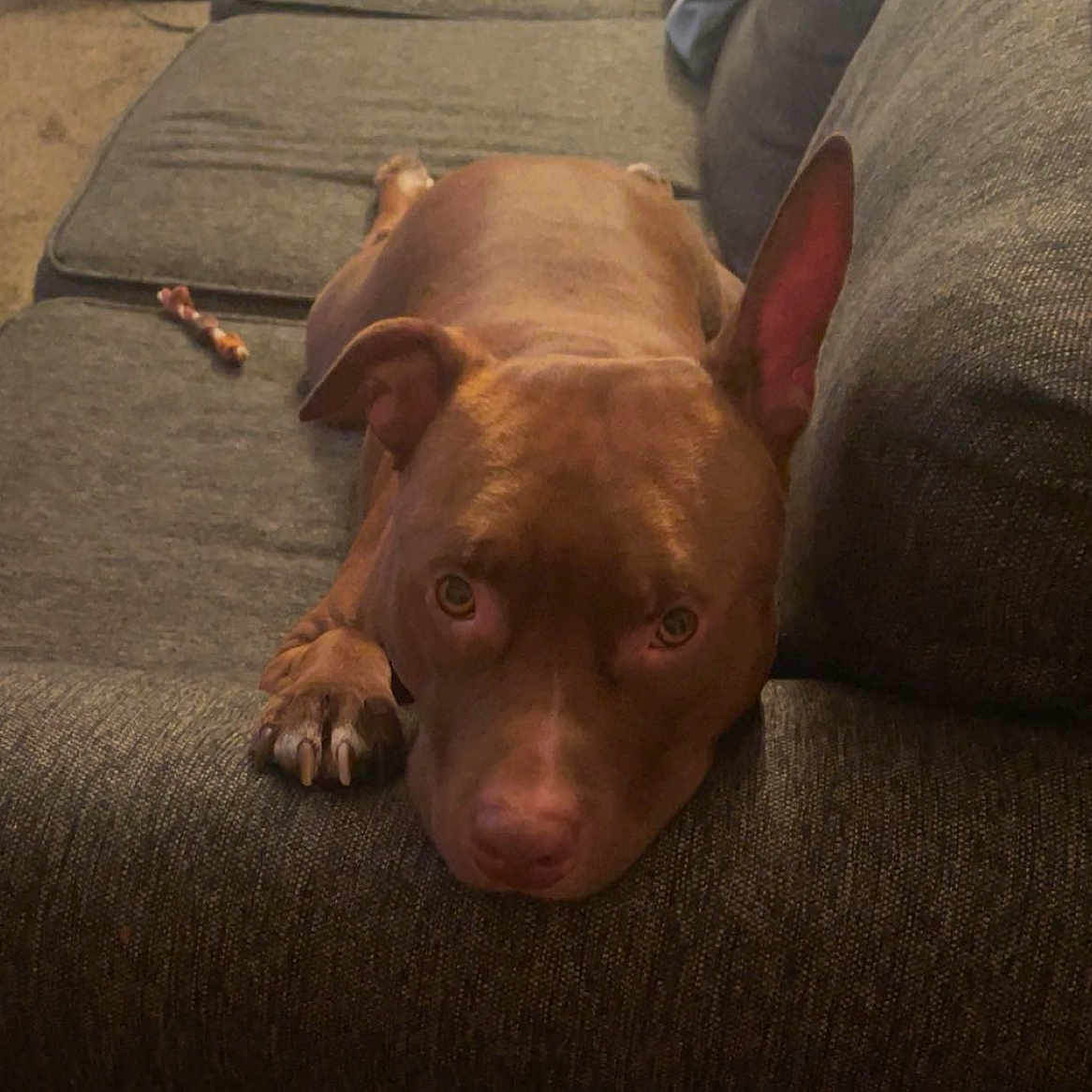 Mocha is registered to the contest to win money with this photo: animal, brown_dog, canine, carpet, chew_toy, close_up, couch, dog, domestic_animal, ears, fur, furniture, home, indoor, living_room, looking_at_camera, paw, pet, relaxing, resting