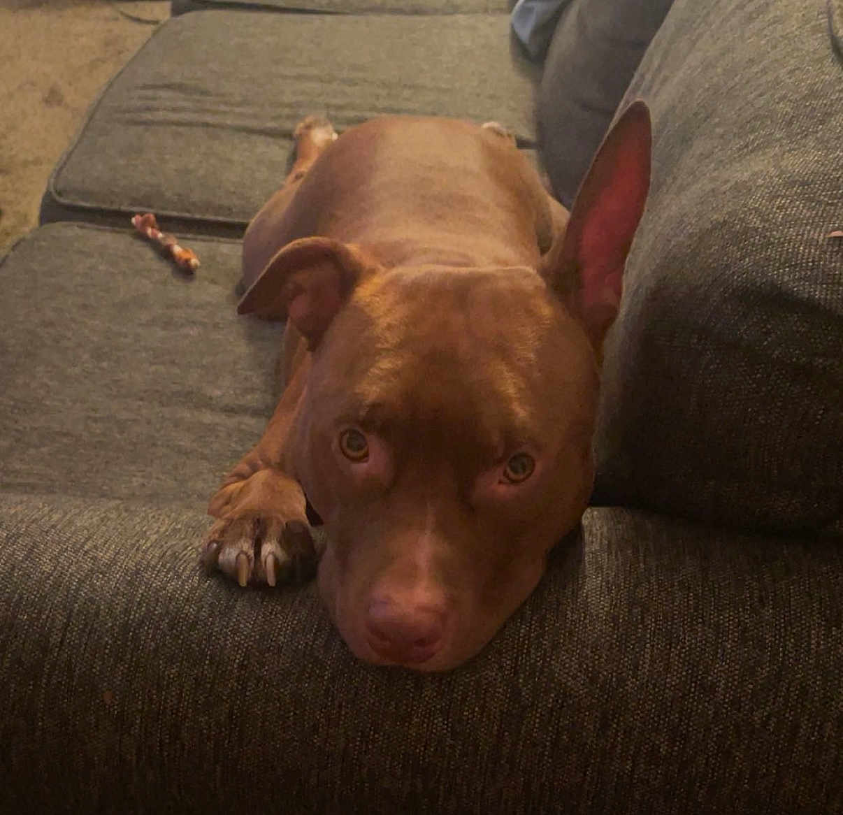 Mocha is registered to the contest to win money with this photo: dog, brown_dog, couch, pet, indoor, canine, resting, looking_at_camera, animal, fur, ears, paw, living_room, carpet, chew_toy, domestic_animal, relaxing, close_up, furniture, home