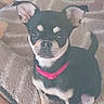dog, puppy, pet, black, tan, collar, pink_collar, fur, ears, eyes, nose, blanket, fuzzy, indoor, cute, animal, small_dog, sitting, looking, cozy