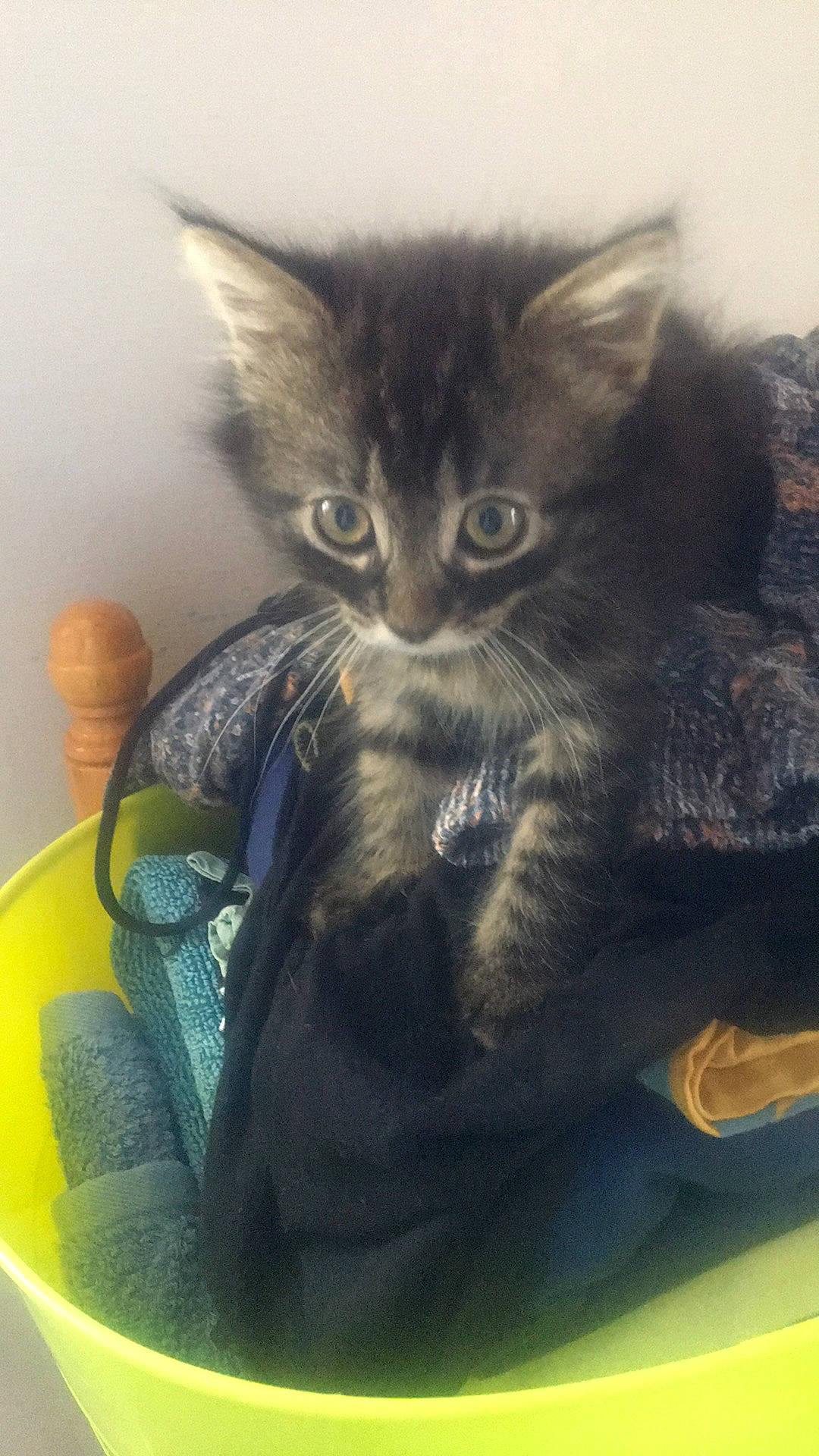 Rosalie a rejoint le concours — aidez-le/la à gagner de superbes lots ! asian, black_cat, carnivore, cat, domestic_short_haired_cat, european_shorthair, felidae, kitten, korat, maine_coon, nebelung, polydactyl_cat, russian_blue, small_to_medium_sized_cats, whiskers