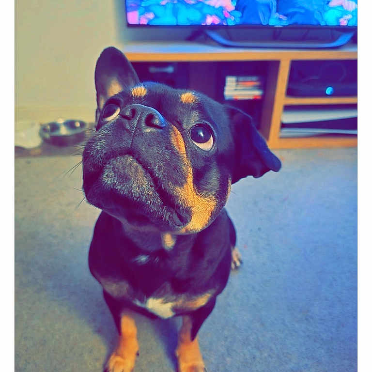 Lola is registered to the contest to win money with this photo: animal, architecture, baby, building, bulldog, canine, computerhardware, dog, electronics, frenchbulldog, furniture, hardware, indoors, interiordesign, monitor, person, pet, puppy, screen, tv