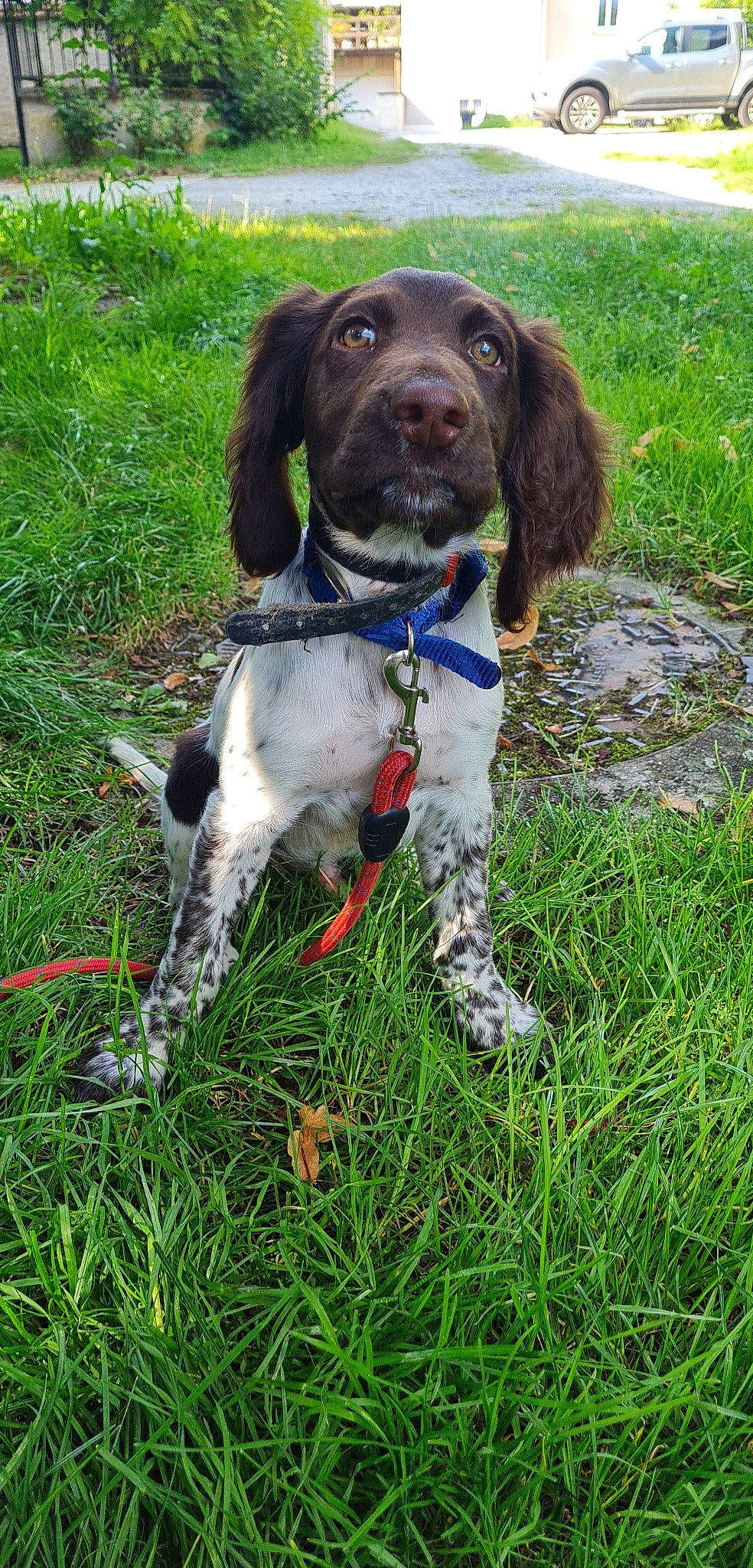 Scotty participe au concours pour gagner de l'argent avec cette photo : canidae, carnivore, collar, companion_dog, dog, dog_breed, dog_collar, grass, gun_dog, hunting_dog, leash, liver, old_danish_pointer, plant, pointing_breed, snout, spaniel, sporting_group, tail, working_animal