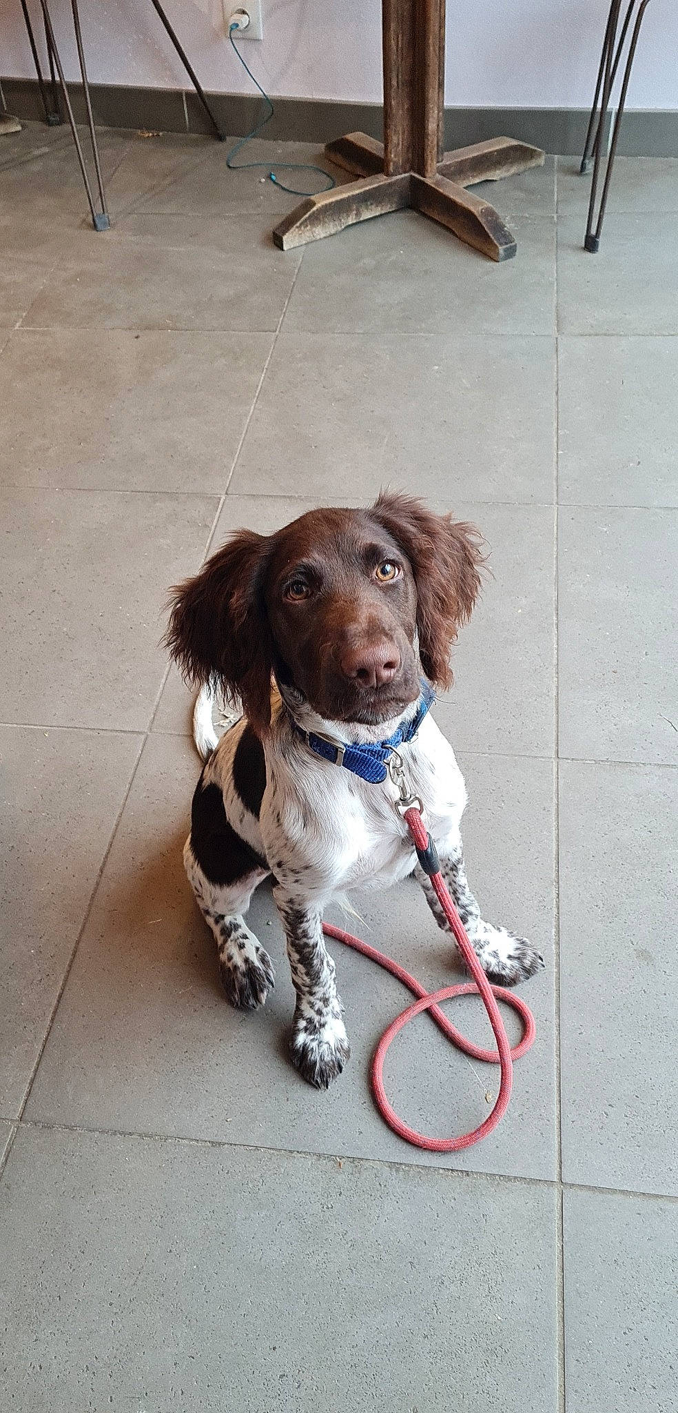 Scotty participe au concours pour gagner de l'argent avec cette photo : carnivore, collar, companion_dog, dog, dog_breed, dog_collar, flooring, fur, gun_dog, leash, liver, paw, pointing_breed, spaniel, sporting_group, tail