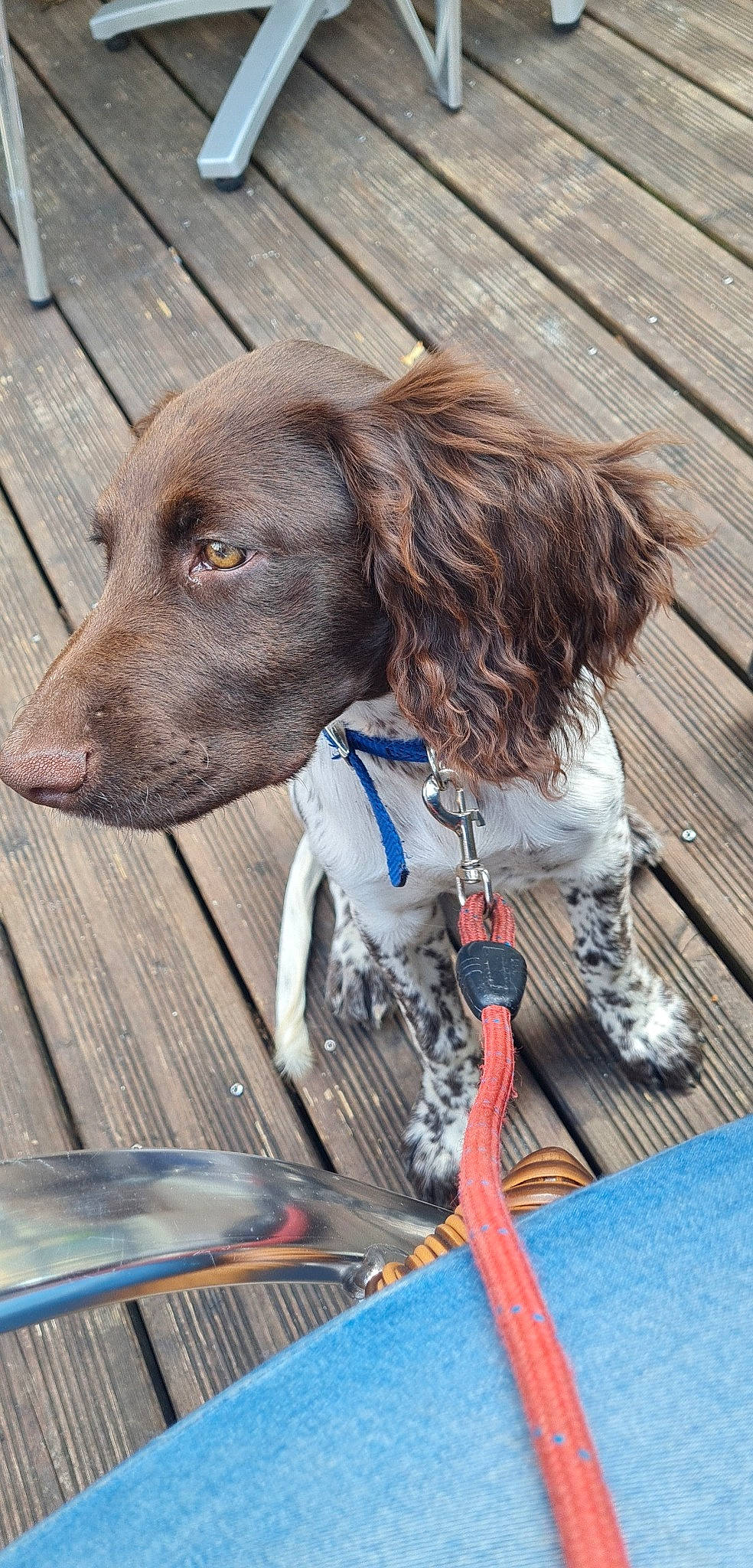 Scotty participe au concours pour gagner de l'argent avec cette photo : carnivore, collar, companion_dog, dog, dog_breed, dog_collar, dog_supply, electric_blue, fashion_accessory, fur, gun_dog, leash, liver, pet_supply, snout, sporting_group, street_fashion, vertebrate, wood, working_animal