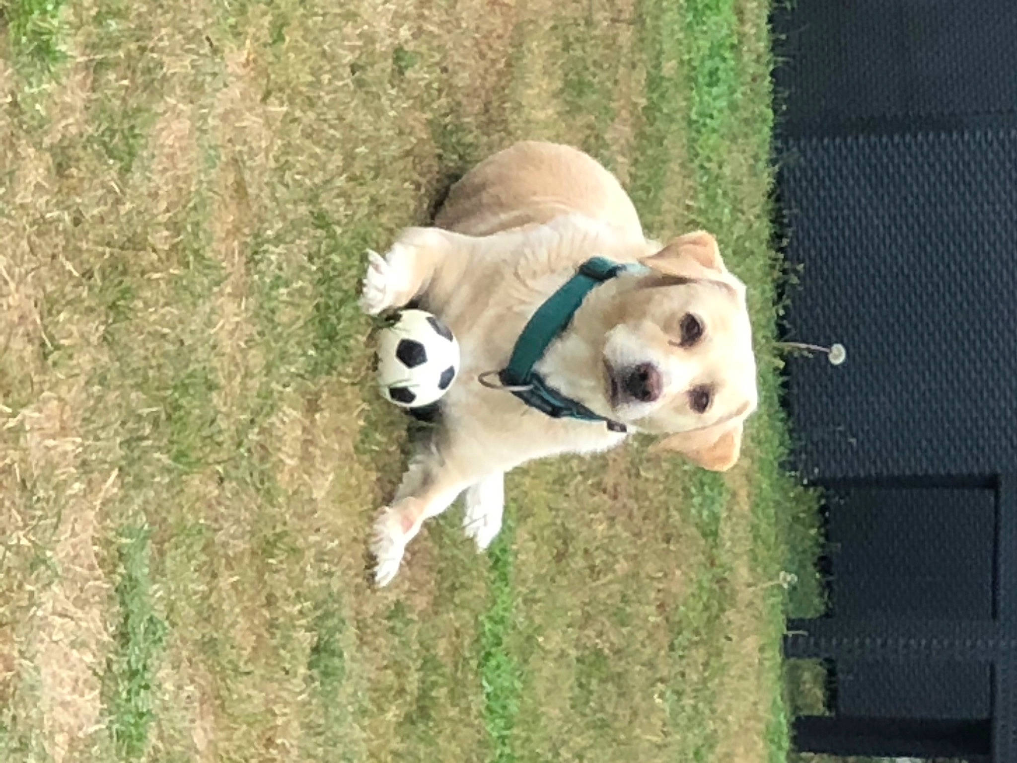 Hugo a rejoint le concours — aidez-le/la à gagner de superbes lots ! canidae, carnivore, companion_dog, dog, dog_breed, dog_supply, fawn, football, grass, livestock_guardian_dog, non_sporting_group, pet_supply, plant, snout, sporting_group, tail, terrestrial_animal, toy_dog, working_animal, working_dog