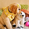 puppy, dog, yellow_harness, yellow_bow, stuffed_animal, white_stuffed_dog, bed, pillows, green_pillow, orange_pillow, doll, pink_ball, cute, fluffy, indoors, cozy, playful, soft, pet, toy
