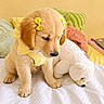 Barbie participe au concours pour gagner de l'argent avec cette photo : puppy, golden_retriever, yellow_harness, yellow_bow, stuffed_animal, bed, pillow, indoor, cute, fluffy, pet, animal, young, soft_toys, cozy, domestic_animal, fur, adorable, resting, playful