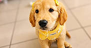 Barbie participe au concours pour gagner de l'argent avec cette photo : puppy, golden_retriever, dog, yellow_harness, yellow_bow, indoor, tile_floor, cute, pet, young_dog, animal, sitting, looking_up, adorable, domestic_animal, fur, ears, black_nose, floor_tiles, blurred_background