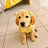 puppy, golden_retriever, dog, yellow_harness, yellow_bow, indoor, tile_floor, cute, pet, young_dog, animal, sitting, looking_up, adorable, domestic_animal, fur, ears, black_nose, floor_tiles, blurred_background