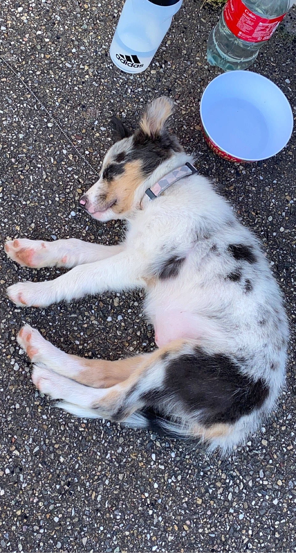 Roxy participe au concours pour gagner de l'argent avec cette photo : asphalt, carnivore, companion_dog, dishware, dog, dog_breed, felidae, fur, herding_dog, human_leg, paw, plate, platter, serveware, snout, soil, sporting_group, street_dog, tableware, working_dog