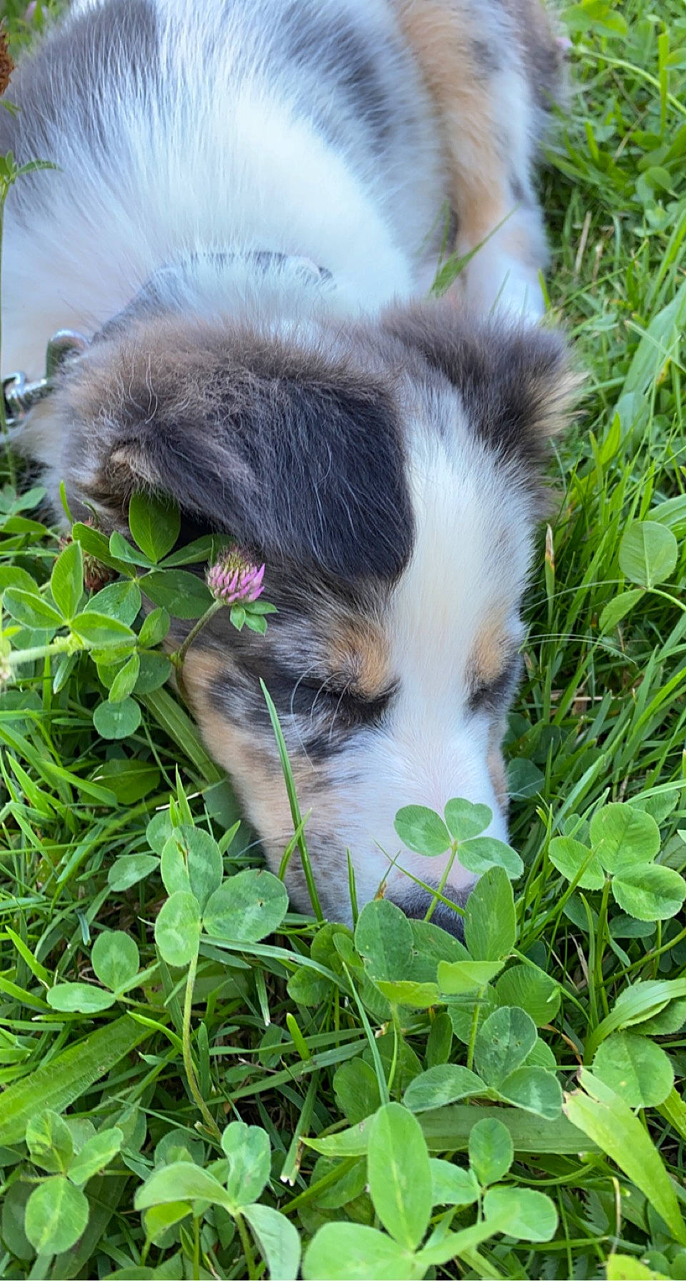 Roxy a rejoint le concours — aidez-le/la à gagner de superbes lots ! ancient_dog_breeds, canidae, carnivore, companion_dog, dog, dog_breed, fur, grass, groundcover, herb, herding_dog, miniature_australian_shepherd, plant, snout, soil, sporting_group, terrestrial_animal, toy_dog, whiskers, working_dog