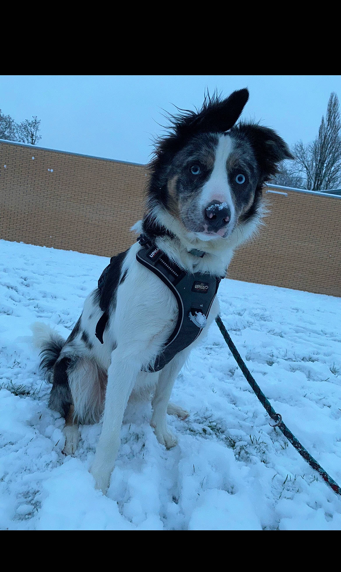 Roxy a rejoint le concours — aidez-le/la à gagner de superbes lots ! carnivore, collar, companion_dog, dog, dog_breed, dog_collar, dog_supply, electric_blue, freezing, gun_dog, leash, mcnab, plant, sky, slope, snow, sporting_group, tree, winter, working_dog