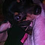 dog, close_up, dark, low_light, blanket, pet, animal, fur, cozy, indoors, black_dog, small_dog, ears, eyes, snout, soft_texture, resting, home, comfort, pink