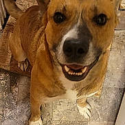 Duke is registered to the contest to win money with this photo: dog, canine, pet, smiling, happy, tail, floor, tile, brown, white, fur, paw, indoor, looking_up, friendly, animal, companion, closeup, portrait, excited