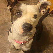 Trixie joined the competition — help win amazing prizes! dog, pet, animal, indoor, floor, tile, collar, brown, white, ears, looking_up, cute, canine, flooring, domestic, portrait, closeup, kitchen, wood_cabinet, sitting