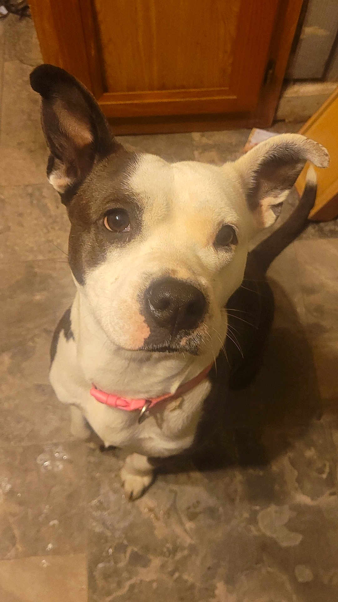 Trixie joined the competition — help win amazing prizes! dog, pet, animal, indoor, floor, tile, collar, brown, white, ears, looking_up, cute, canine, flooring, domestic, portrait, closeup, kitchen, wood_cabinet, sitting