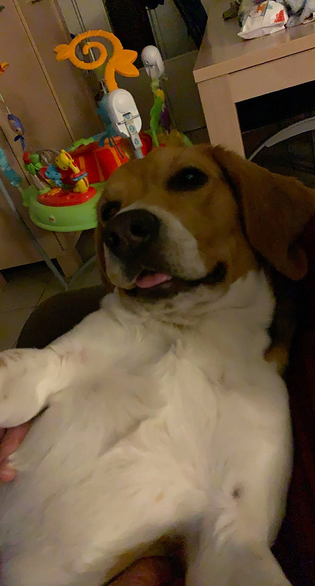 Roby participe au concours pour gagner de l'argent avec cette photo : bag, canidae, carnivore, chair, companion_dog, dog, dog_breed, dog_supply, fawn, flooring, fur, giant_dog_breed, luggage_and_bags, non_sporting_group, retriever, shelf, sporting_group, working_animal, working_dog