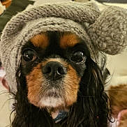Rubymae is registered to the contest to win money with this photo: dog, pet, close_up, towel, hat, pom_pom, big_eyes, wet_fur, long_ears, muzzle, nose, whiskers, portrait, indoor, bedding, brown_black_fur, expression, cute, collar, after_bath