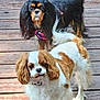 dog, cavalier_king_charles_spaniel, two_dogs, pet, wooden_deck, porch, brown_and_white_fur, black_and_tan_fur, long_ears, fluffy_tail, collar, outdoor, looking_at_camera, portrait, close_up, companion, domestic_animal, paw, cute, furry