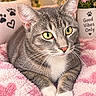Peluchin joined the competition — help win amazing prizes! cat, gray_cat, white_chest, green_eyes, whiskers, sitting, lying_down, indoors, blanket, pink_blanket, cozy, portrait, close_up, pet, feline, paw_prints, flowers, daisies, cushion, home_decor