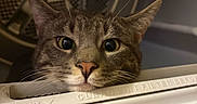 Peluchin is registered to the contest to win money with this photo: cat, tabby, feline, pet, animal, face, eyes, whiskers, ears, nose, portrait, close_up, indoors, laundry_room, washing_machine, appliance, lint_filter, metal, curious, funny