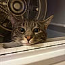 cat, tabby, feline, pet, animal, face, eyes, whiskers, ears, nose, portrait, close_up, indoors, laundry_room, washing_machine, appliance, lint_filter, metal, curious, funny