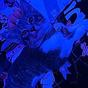 Peluchin joined the competition — help win amazing prizes! cat, kitten, fluffy, fur, whiskers, eyes, indoor, bed, blanket, lying_down, upside_down, blue_lighting, neon, pet, collar, relaxed, portrait, close_up, bedroom, cozy