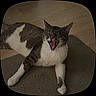 Peluchin joined the competition — help win amazing prizes! cat, tabby, white_fur, gray_fur, pet, animal, yawning, open_mouth, fangs, whiskers, ears, eyes, paws, lying_down, carpet, floor, indoor, home, close_up, funny