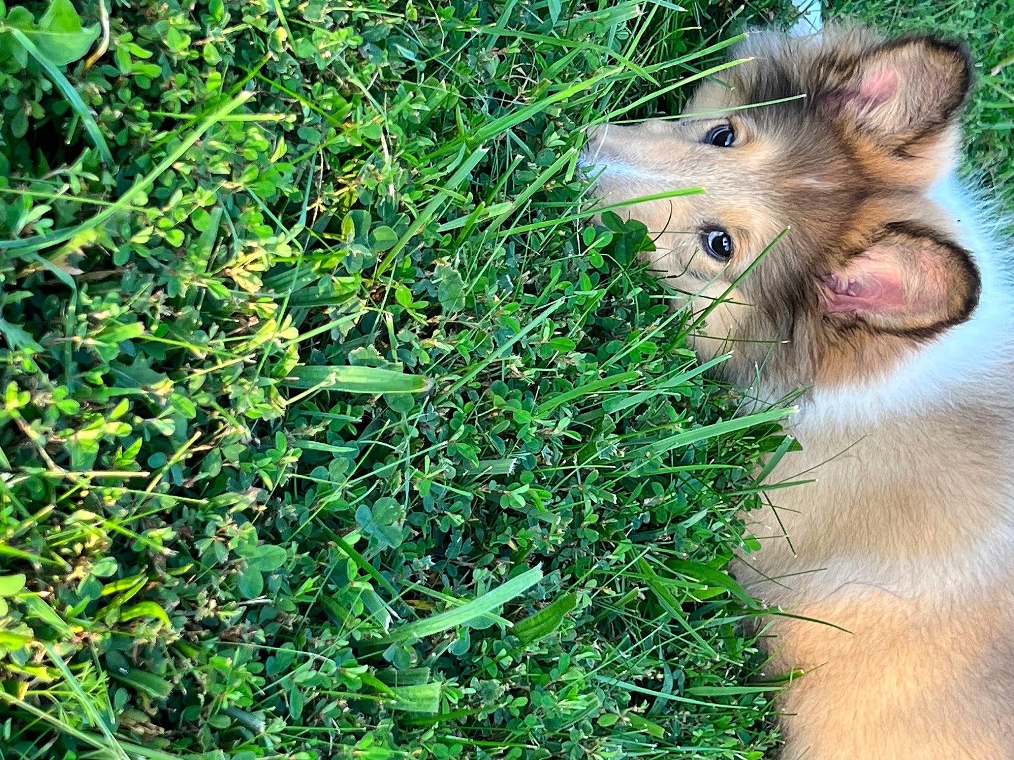 Lady Seraphina joined the competition — help win amazing prizes! canidae, common_opossum, dog_breed, fawn, fur, grass, groundcover, herb, herbaceous_plant, marsupial, opossum, plant, possum, snout, sporting_group, terrestrial_animal, virginia_opossum, whiskers, wildlife