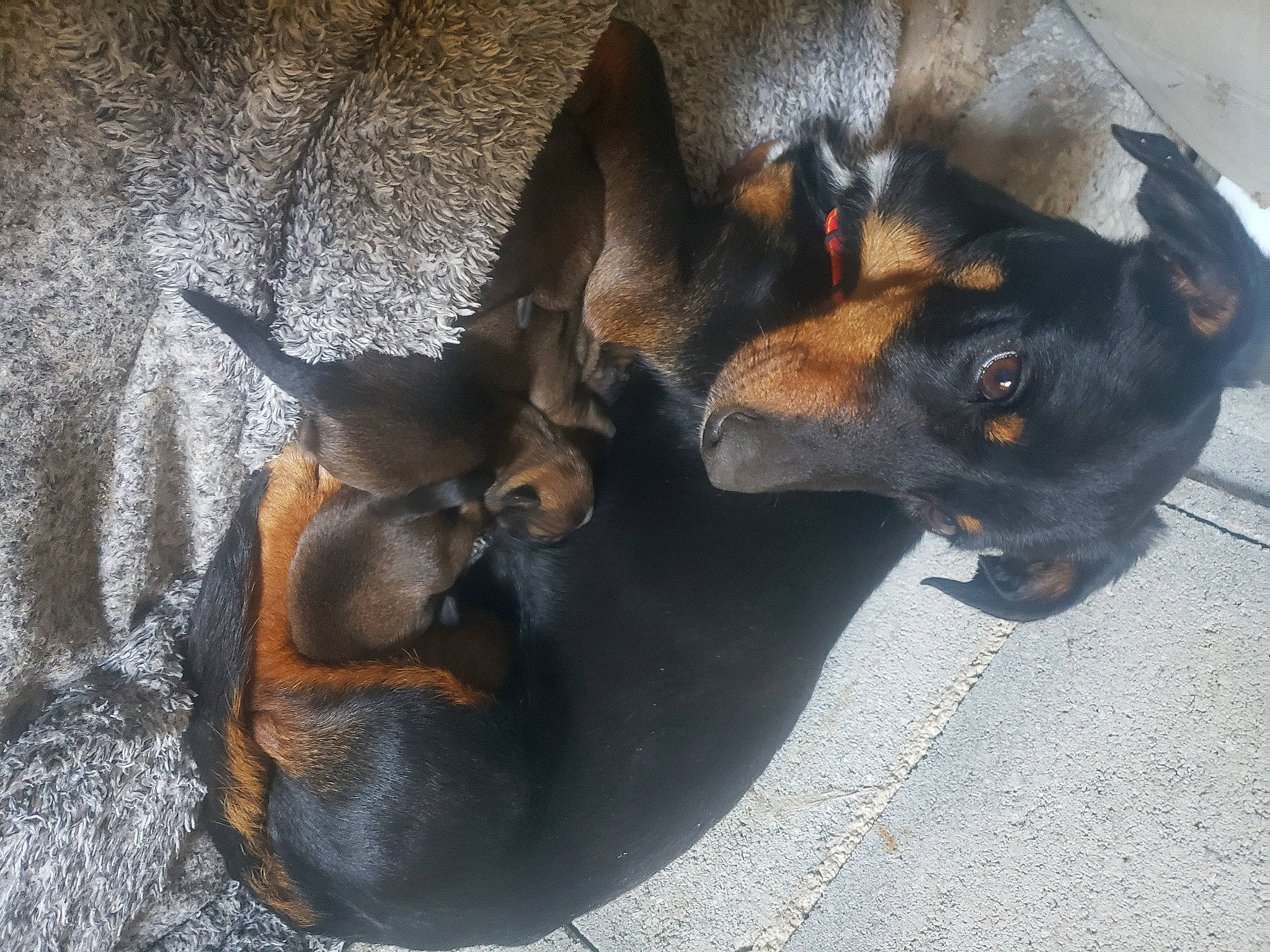 Ruby a rejoint le concours — aidez-le/la à gagner de superbes lots ! canidae, carnivore, collar, companion_dog, dog, dog_breed, fawn, grey, guard_dog, hunting_dog, paw, pet_supply, pinscher, rottweiler, snout, sporting_group, street_dog, terrestrial_animal, working_animal, working_dog