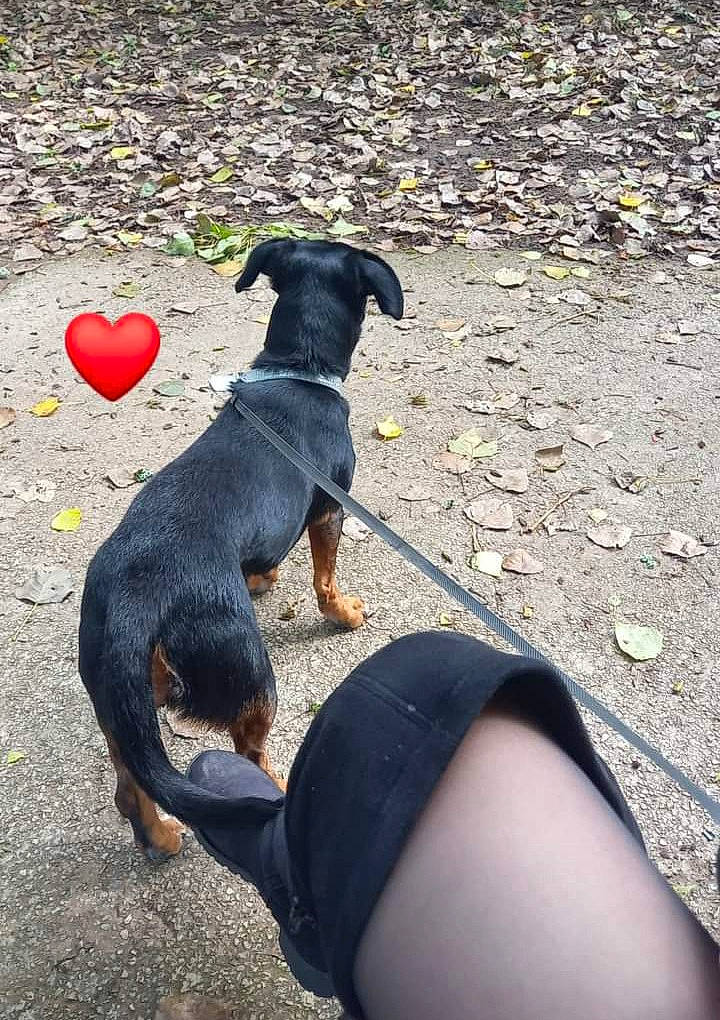 Ruby participe au concours pour gagner de l'argent avec cette photo : asphalt, canidae, carnivore, companion_dog, dog, dog_breed, dog_supply, fawn, foot, grass, human_leg, pet_supply, road_surface, shadow, sitting, snout, sporting_group, tail, working_animal, working_dog
