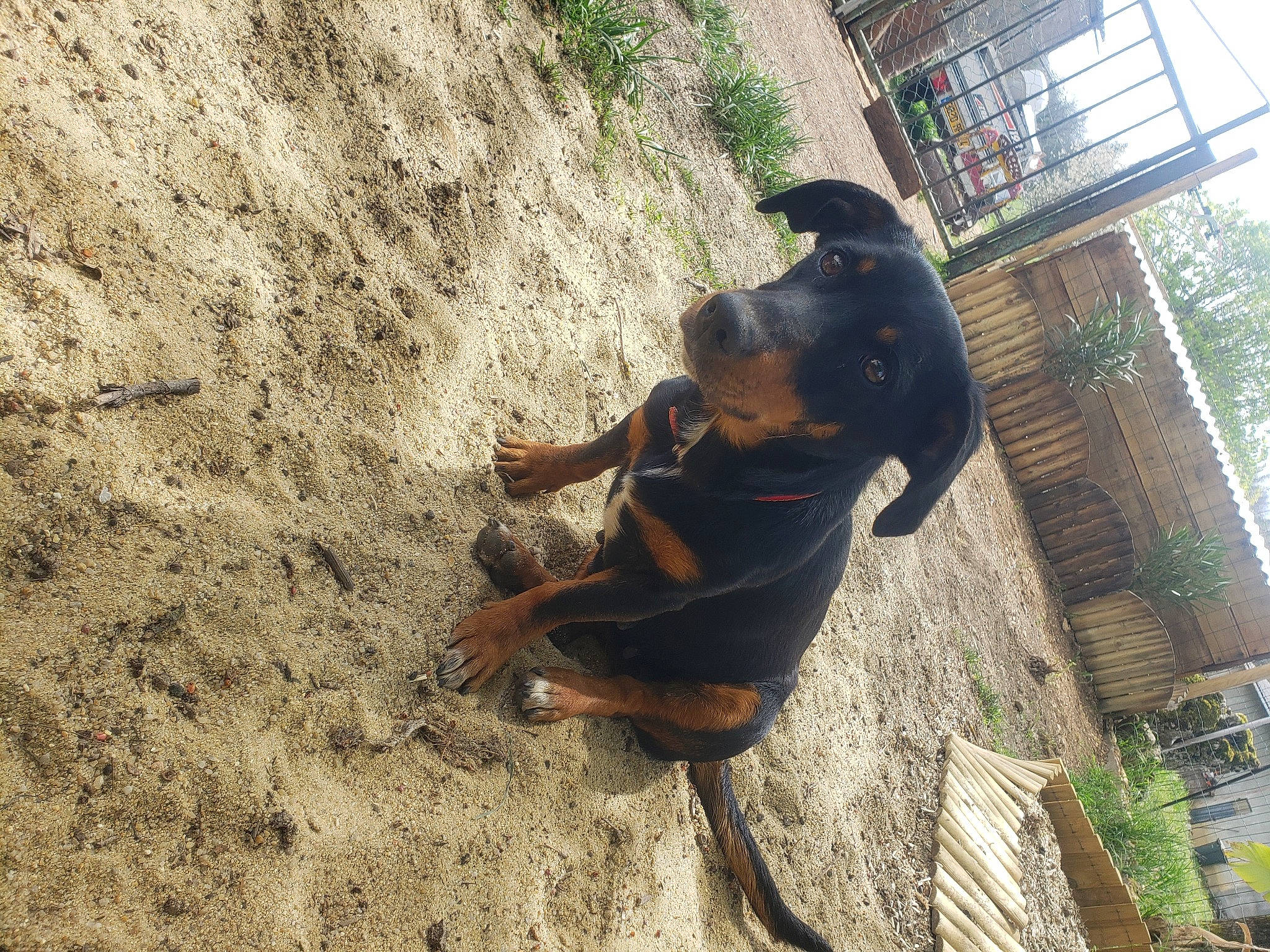 Ruby a rejoint le concours — aidez-le/la à gagner de superbes lots ! canidae, carnivore, companion_dog, dog, dog_breed, fawn, grass, guard_dog, hunting_dog, plant, rottweiler, snout, soil, sporting_group, terrestrial_animal, tree, window, working_animal, working_dog