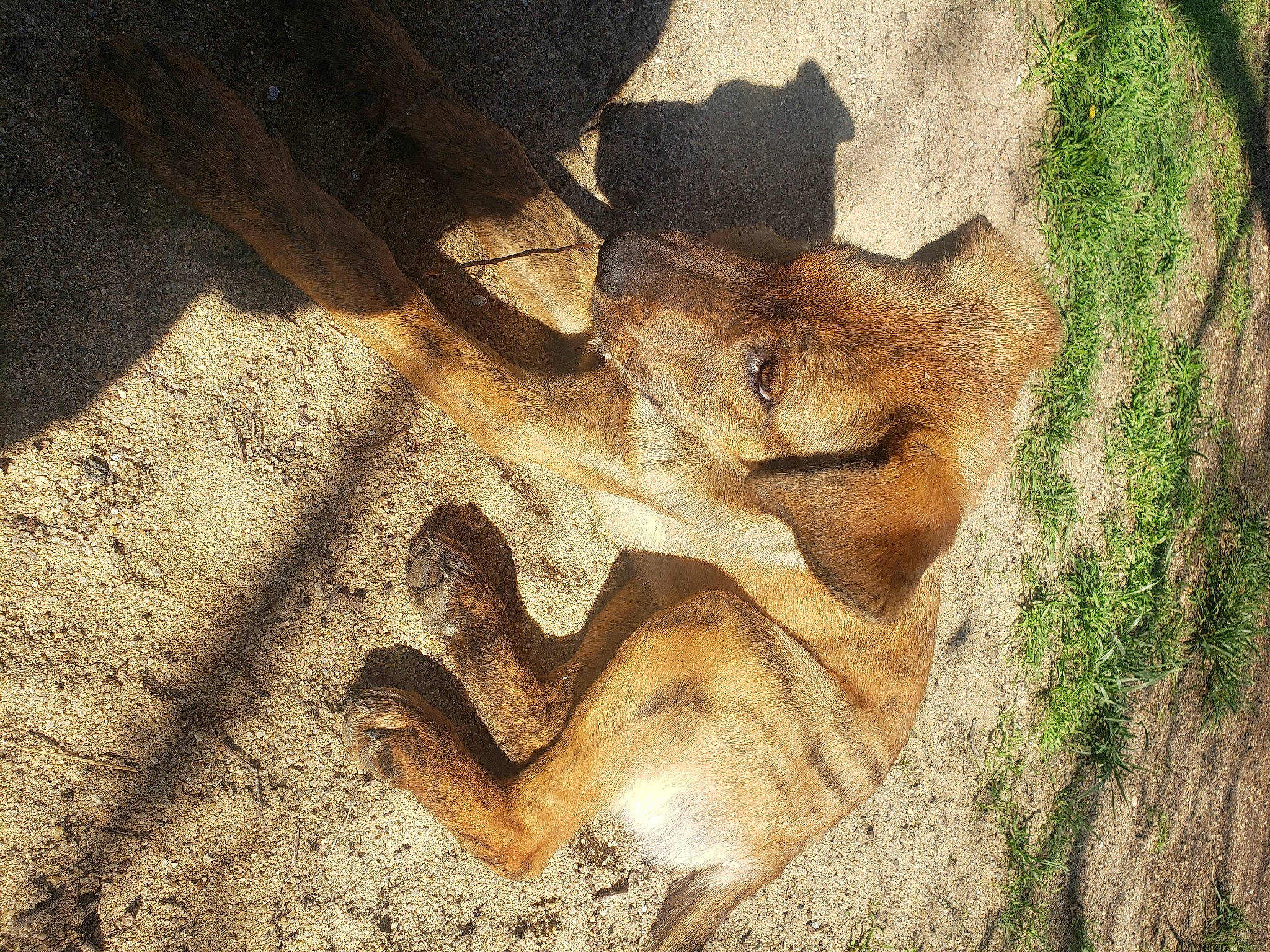 Buck a rejoint le concours — aidez-le/la à gagner de superbes lots ! big_cats, canidae, carnivore, dog_breed, fawn, felidae, grass, landscape, lion, marsupial, shadow, small_to_medium_sized_cats, snout, soil, tail, terrestrial_animal, trunk, wallaby, wildlife, wood