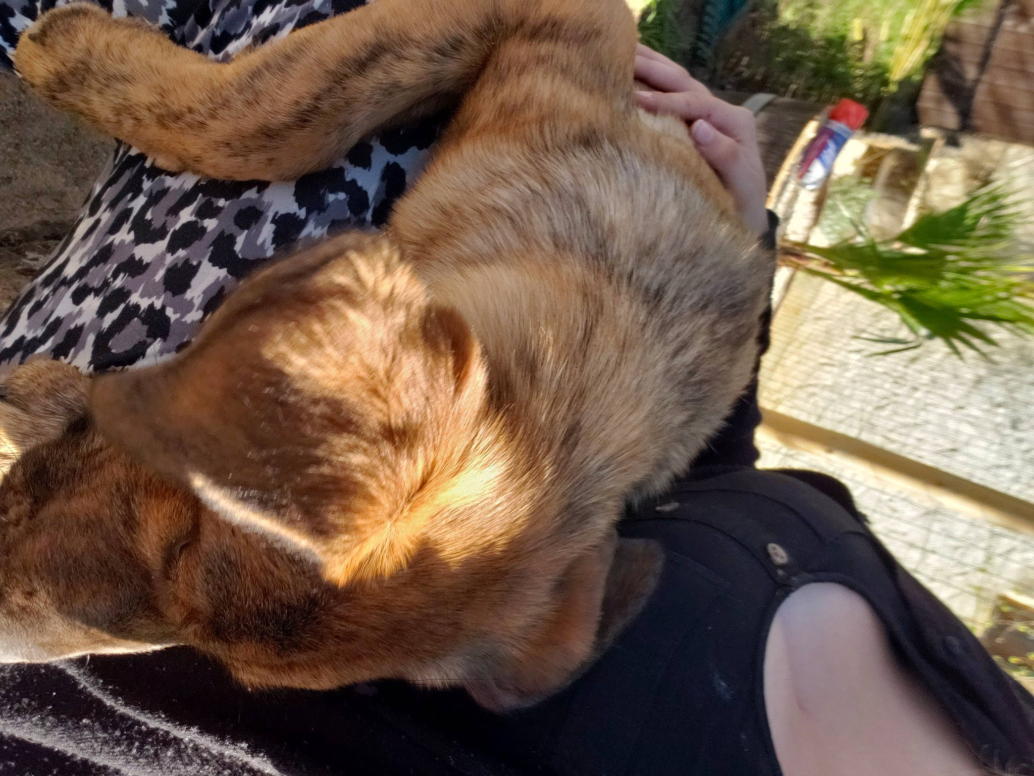 Buck participe au concours pour gagner de l'argent avec cette photo : canidae, carnivore, collar, comfort, companion_dog, dog, dog_breed, dog_collar, fawn, felidae, fur, liver, paw, plant, small_to_medium_sized_cats, snout, sporting_group, tail, whiskers, working_animal