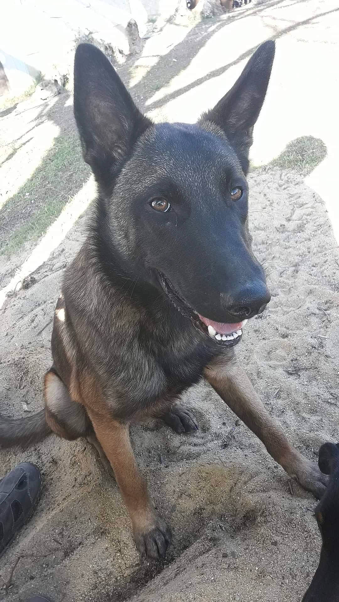 Oslo participe au concours pour gagner de l'argent avec cette photo : ancient_dog_breeds, canidae, carnivore, dog, dog_breed, fawn, guard_dog, herding_dog, non_sporting_group, snout, sporting_group, terrestrial_animal, working_animal, working_dog