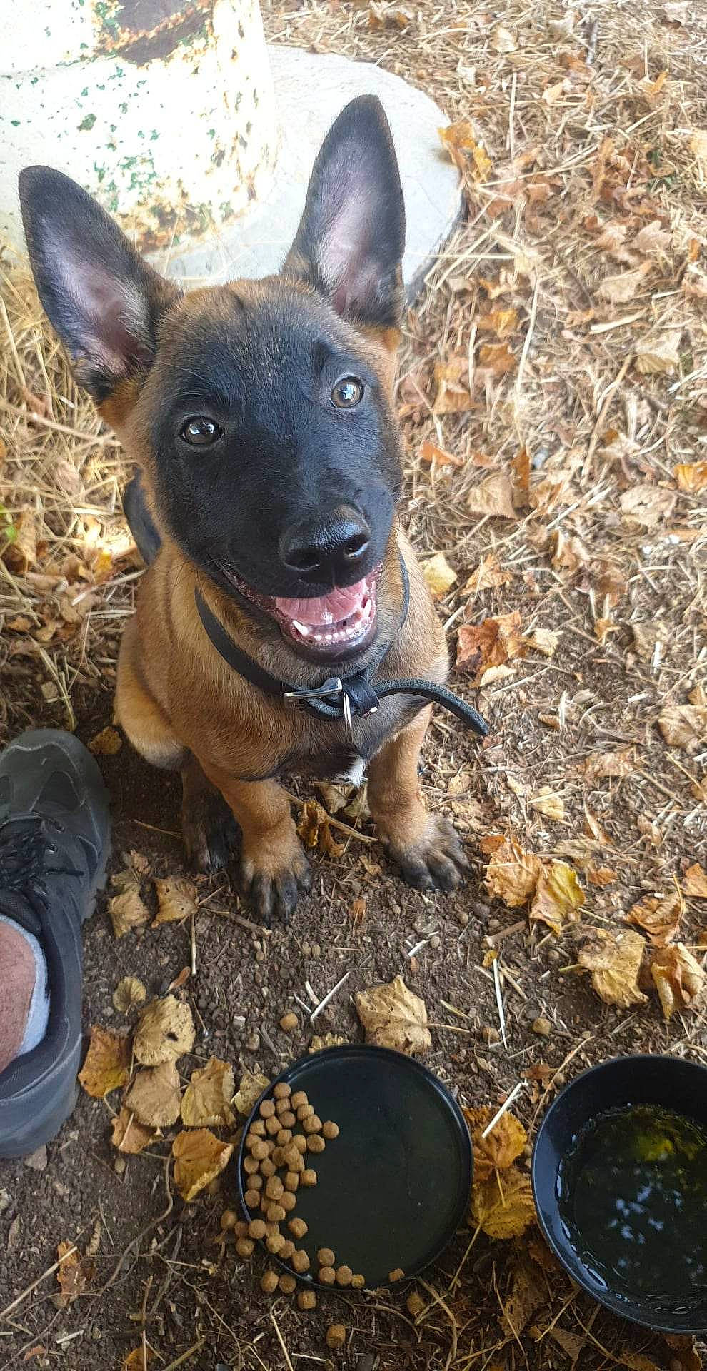 Oslo participe au concours pour gagner de l'argent avec cette photo : carnivore, collar, companion_dog, dog, dog_breed, dog_collar, fawn, guard_dog, hunting_dog, non_sporting_group, snout, soil, terrestrial_animal, whiskers, working_animal, working_dog