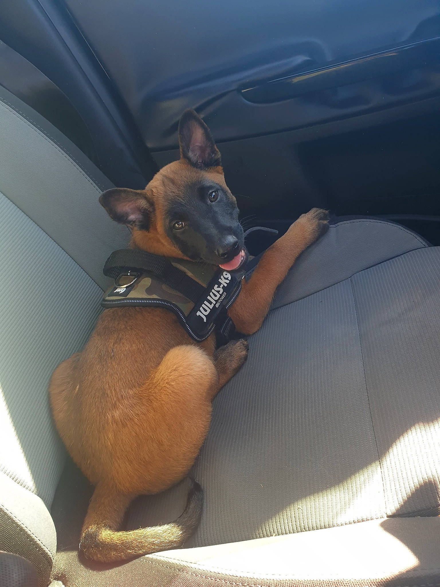 Oslo a rejoint le concours — aidez-le/la à gagner de superbes lots ! auto_part, automotive_design, car_seat, car_seat_cover, carnivore, comfort, companion_dog, dog, dog_breed, electric_blue, fawn, foot, human_leg, personal_luxury_car, snout, tints_and_shades, vehicle, vehicle_door, windshield, working_animal