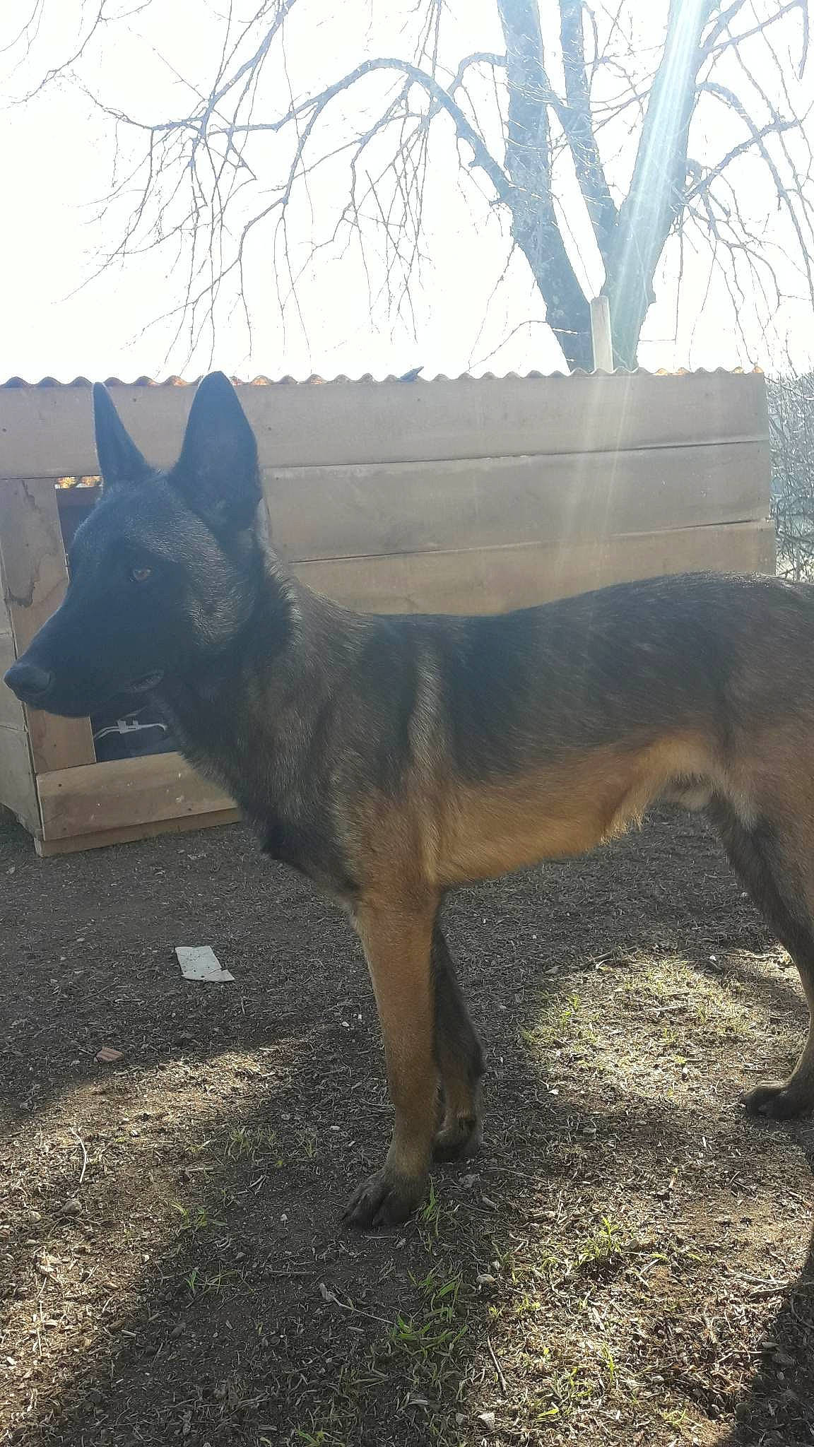 Oslo participe au concours pour gagner de l'argent avec cette photo : canidae, carnivore, dog, dog_breed, east_european_shepherd, fawn, fur, german_shepherd_dog, herding_dog, king_shepherd, old_german_shepherd_dog, road_surface, sky, sporting_group, street_dog, tail, terrestrial_animal, tree, wildlife, working_dog