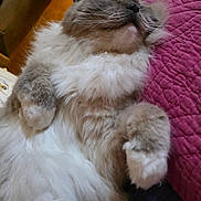 Pandora participe au concours pour gagner de l'argent avec cette photo : cat, fluffy, furry, sleeping, relaxed, closeup, portrait, whiskers, paws, gray_and_white, long_hair, pet, indoors, couch, quilt, magenta, cozy, cute, animal, lounging