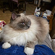 Pandora participe au concours pour gagner de l'argent avec cette photo : cat, fluffy, blue_eyes, indoor, lap, person, blue_shirt, furniture, wooden_chair, relaxed, cozy, pet, animal, whiskers, paws, sitting, domestic, home, comfortable, fur