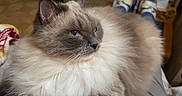 Pandora participe au concours pour gagner de l'argent avec cette photo : animal, blue_eyes, blue_shirt, cat, comfortable, cozy, domestic, fluffy, fur, furniture, home, indoor, lap, paws, person, pet, relaxed, sitting, whiskers, wooden_chair