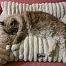 Pandora participe au concours pour gagner de l'argent avec cette photo : cat, sleeping, fluffy, long_hair, colorpoint, indoor, couch, sofa, cushion, blanket, pink, white, blue, cozy, relaxed, lying_down, paws, tail, pet, closeup