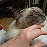 cat, hand, pet, indoor, cozy, feline, whiskers, scratching, content, relaxed, fur, closeup, domestic, animal, comfort, human, touch, face, resting, happy