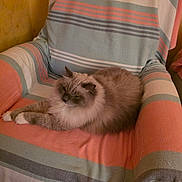 Pandora a rejoint le concours — aidez-le/la à gagner de superbes lots ! cat, fluffy, long_hair, pet, animal, sitting, lying_down, relaxed, indoors, armchair, furniture, striped, fabric, cushion, portrait, closeup, brown, cream, whiskers, cozy