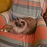animal, armchair, brown, cat, closeup, cozy, cream, cushion, fabric, fluffy, furniture, indoors, long_hair, lying_down, pet, portrait, relaxed, sitting, striped, whiskers