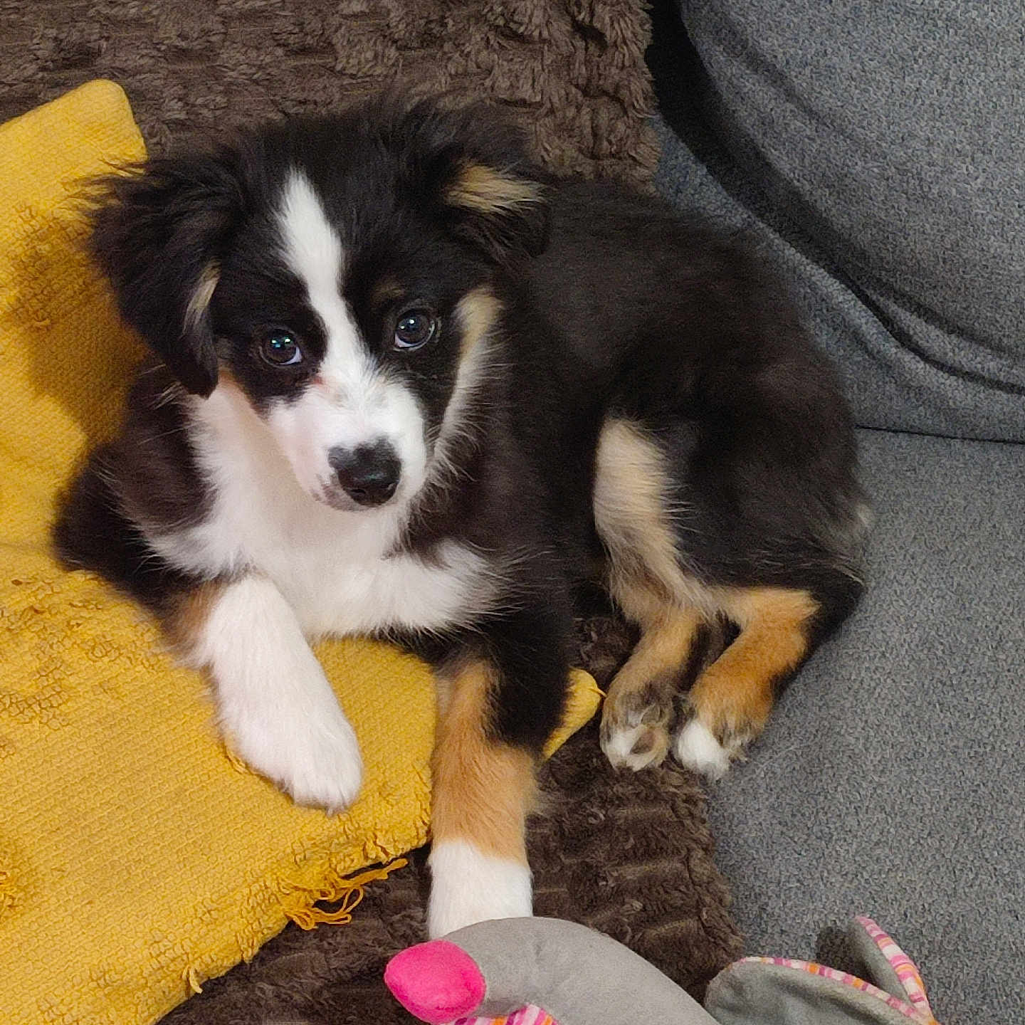 Nala participe au concours pour gagner de l'argent avec cette photo : animal, blanket, companion, couch, cute, dog, fur, home, indoor, looking, paw, pet, puppy, relaxed, resting, soft, stuffed_animal, toy, tricolor, yellow_cushion