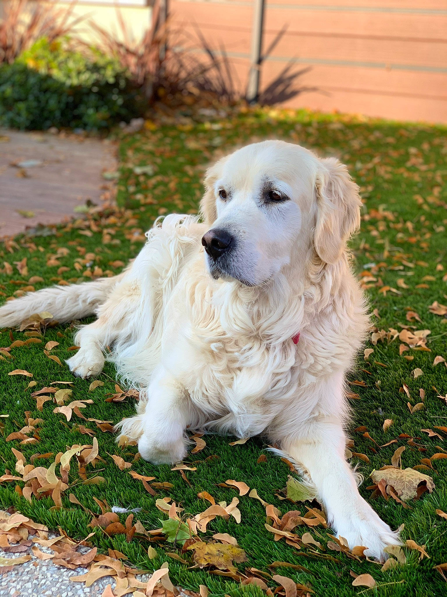 Iako participe au concours pour gagner de l'argent avec cette photo : akbash_dog, canidae, carnivore, companion_dog, dog, dog_breed, golden_retriever, great_pyrenees, kuvasz, livestock_guardian_dog, mammal, maremma_sheepdog, polish_tatra_sheepdog, rare_breed_dog, retriever, slovak_cuvac, sporting_group, vertebrate