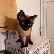 Marcus a rejoint le concours — aidez-le/la à gagner de superbes lots ! animal, appliance, blue_eyes, cabinet, cat, curious, domestic, feline, floor, household, indoor, kitchen, magnets, mop, pet, refrigerator, siamese_cat, stickers, white, wooden_cabinet